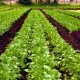 Organic Farming