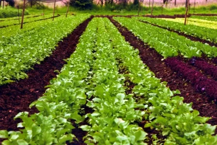 organic farming