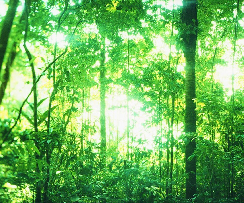 wallpaper_1