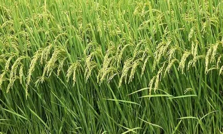 2nd Advance Production Estimates Of Major Kharif Crops During 2015 16