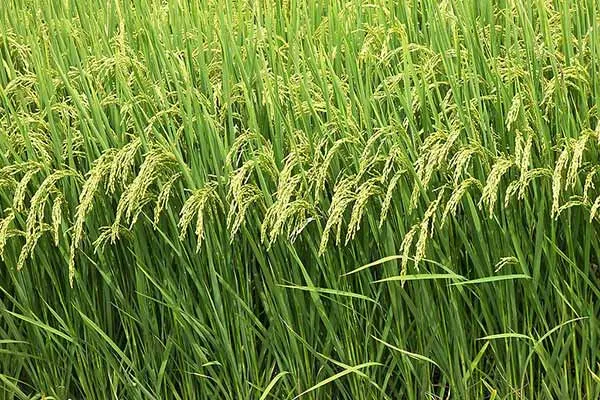 2nd Advance Production Estimates Of Major Kharif Crops During 2015 16