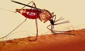 Elimination Of Malaria