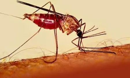 Elimination Of Malaria