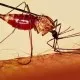 Elimination Of Malaria