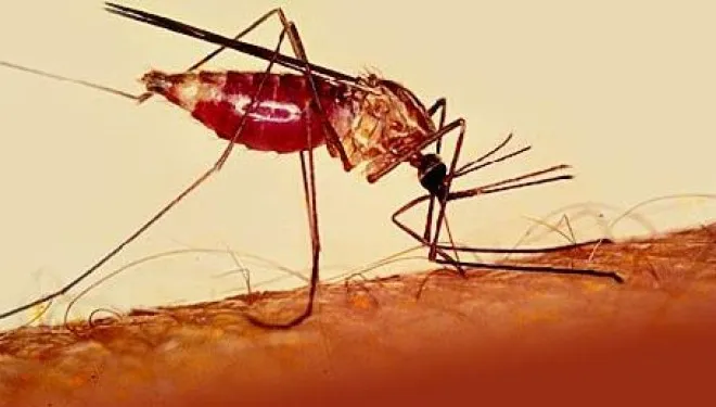 Elimination Of Malaria