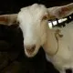 Missing Goat