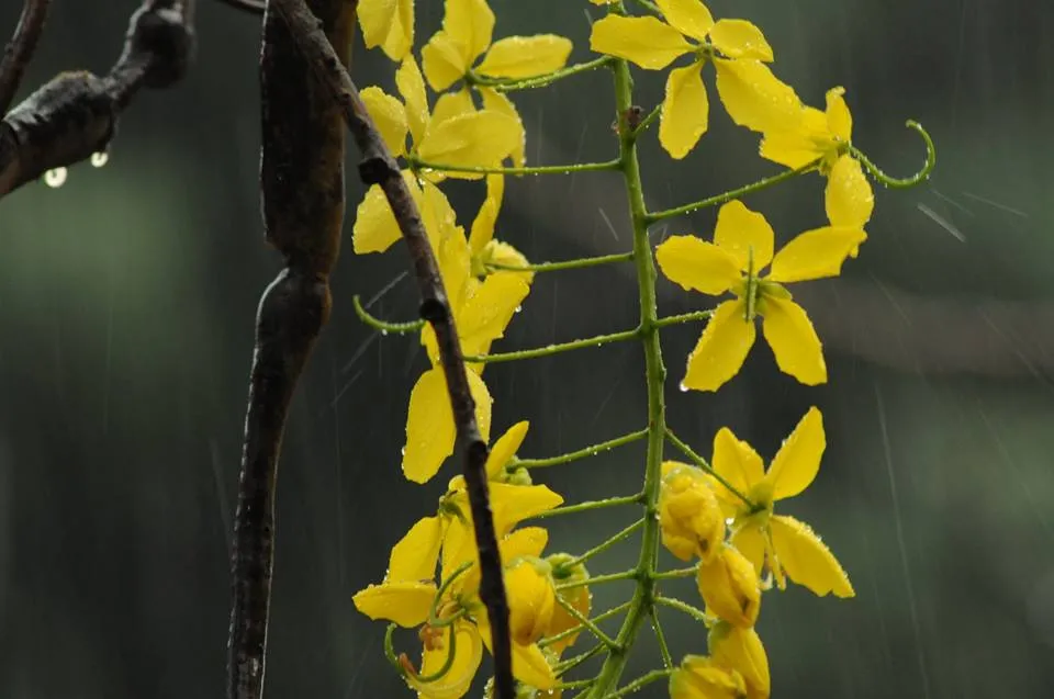 Monsoon pictures in Kerala 0