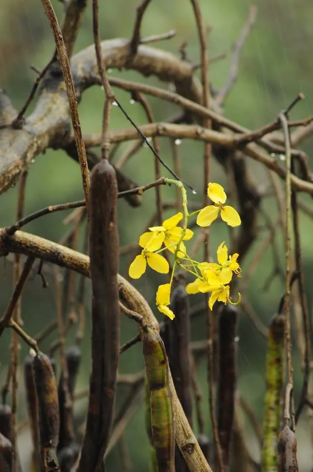 Monsoon pictures in Kerala b