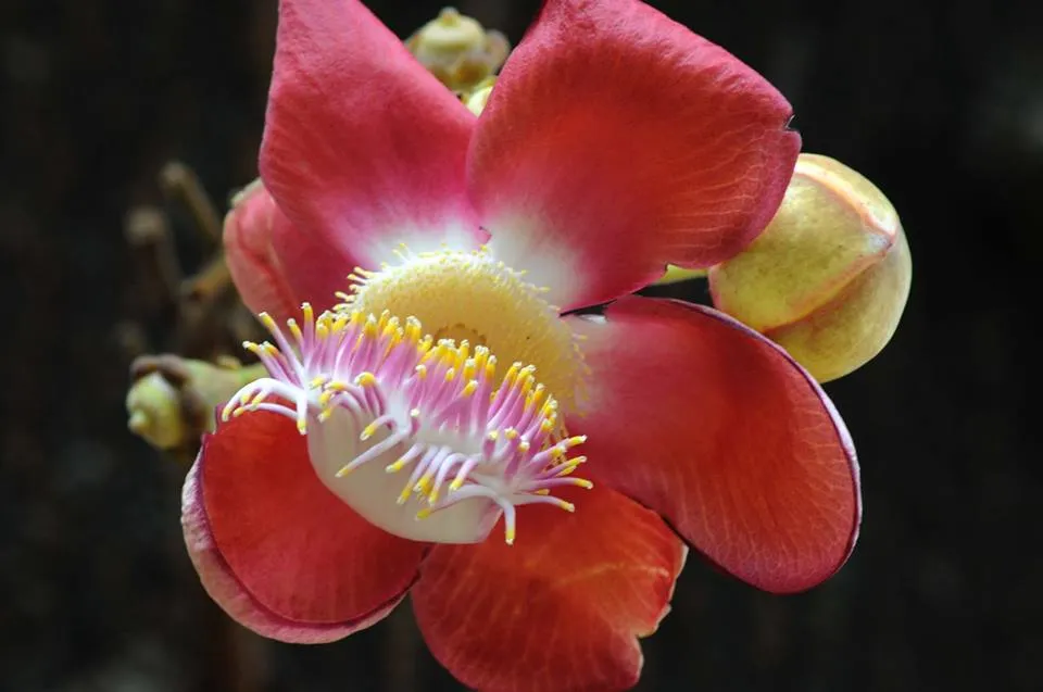 Nagalingam Pushpam 678