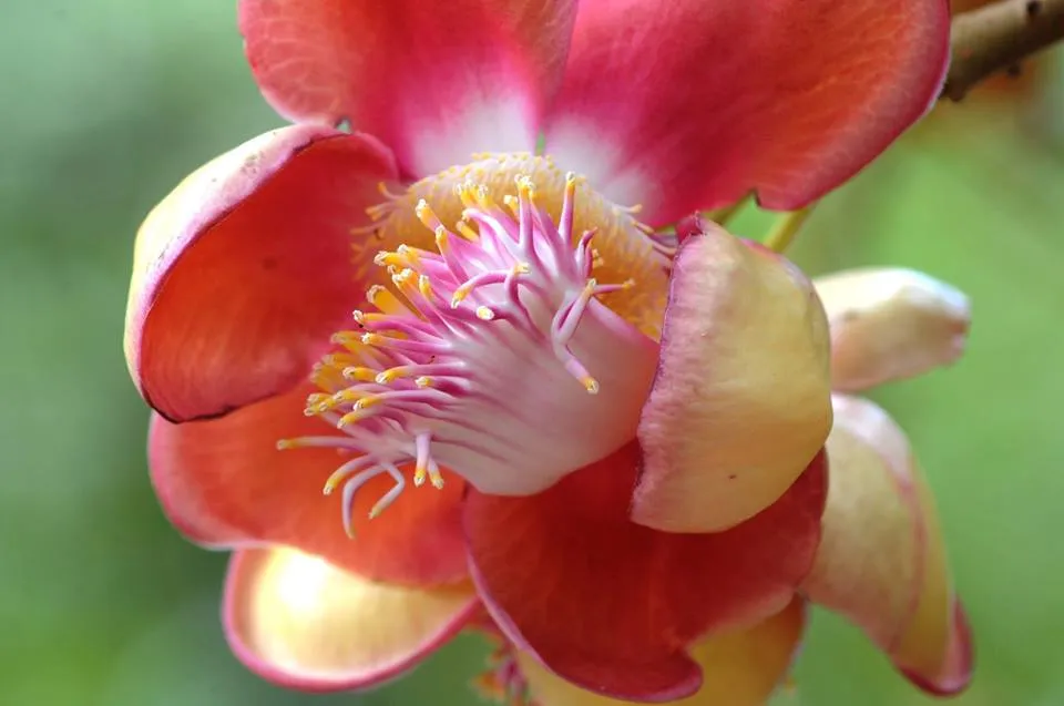 Nagalingam Pushpam iu