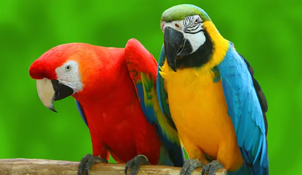 Parrot