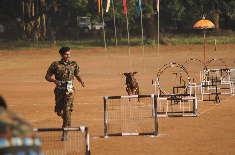 Passing Out Parade of Police Dogs 3