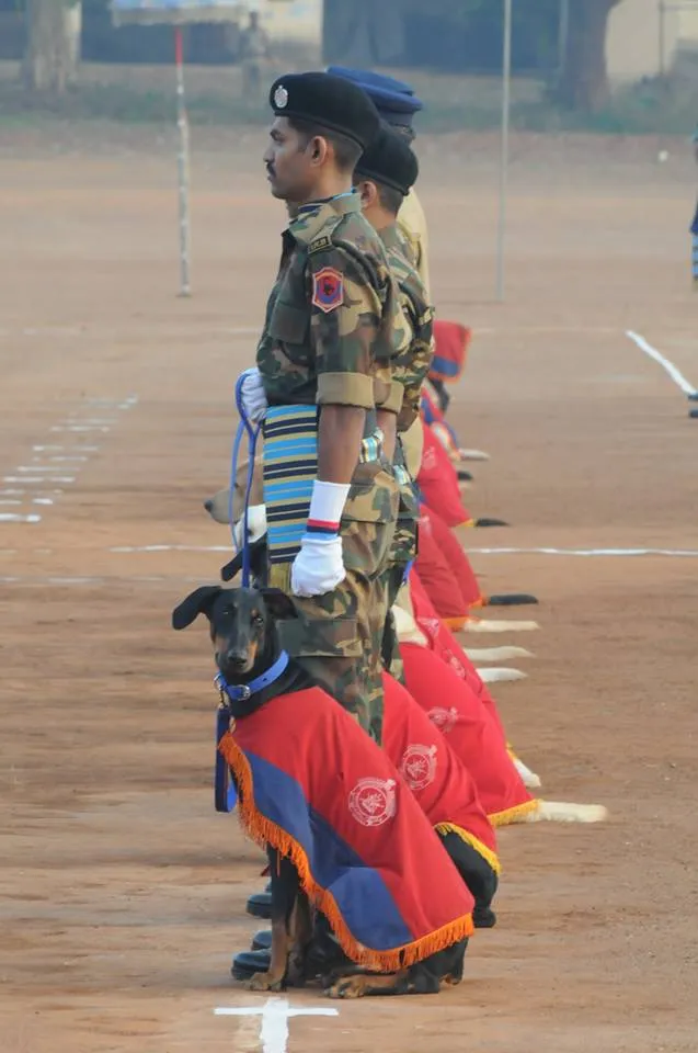 Passing Out Parade of Police Dogs 89