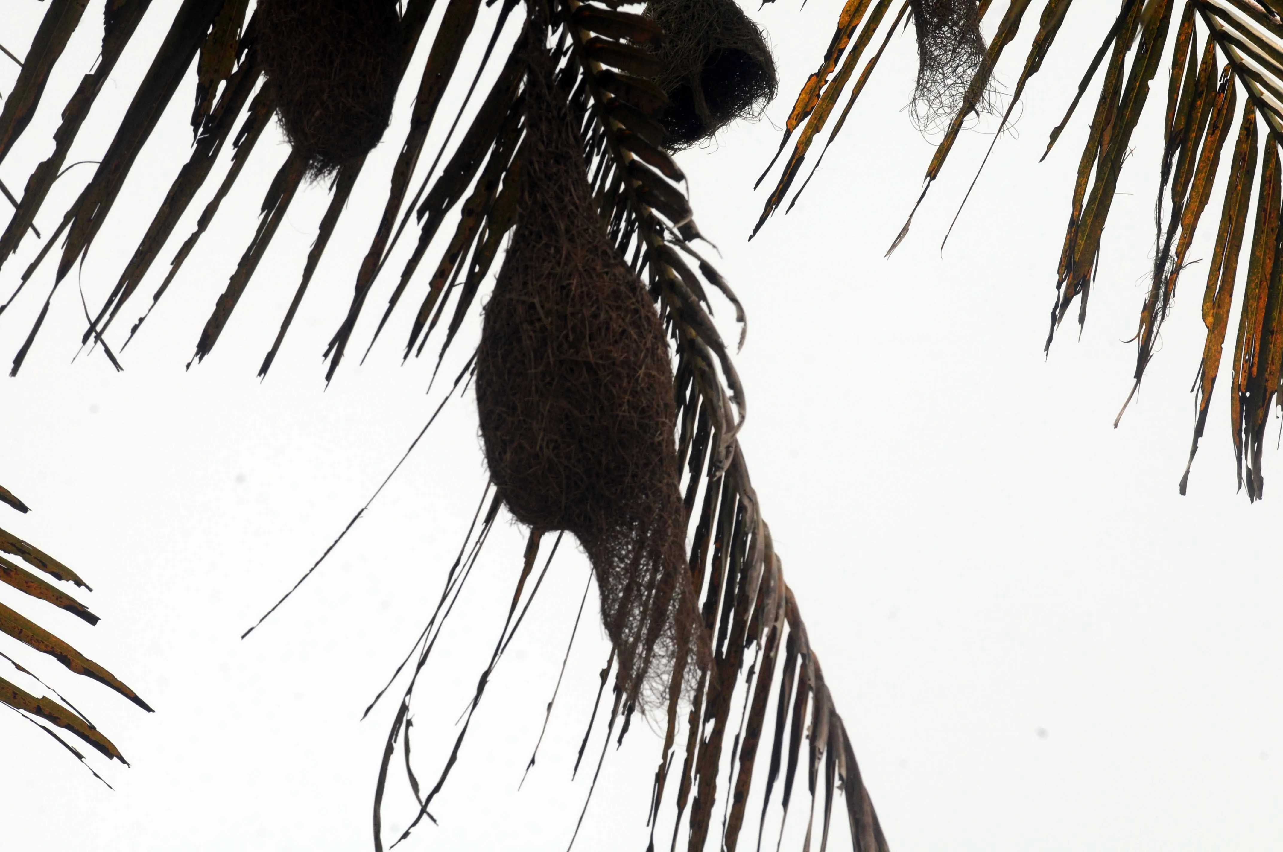 RAJ_0890 – Copy