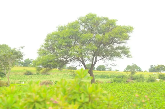 RAJ_9751