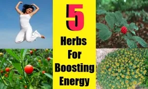 Top 5 Herbs For Boosting Energy