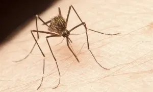 Zika Virus Disease 1