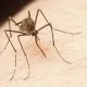 Zika Virus Disease 1