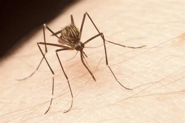Zika Virus Disease 1