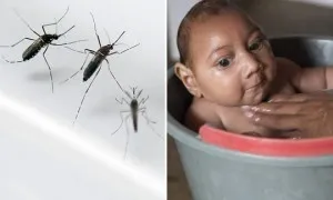 Zika Virus Disease