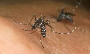 Zika Virus