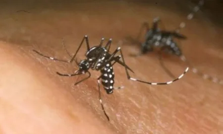 Zika Virus