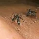 Zika Virus