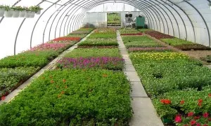 Horticulture Sector