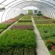 Horticulture Sector