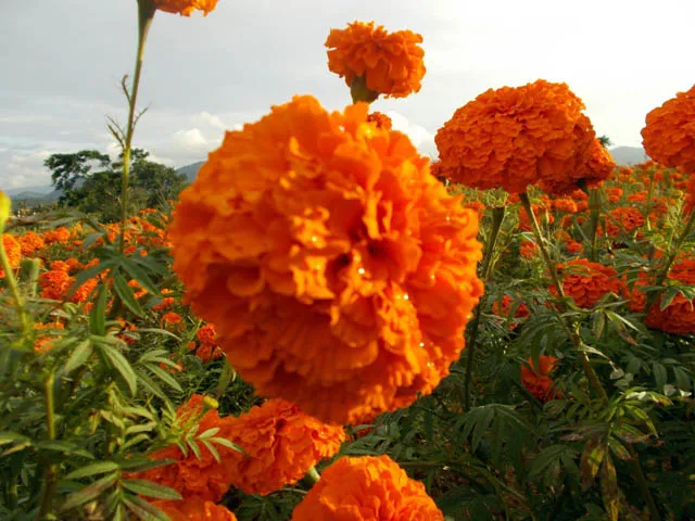 DSCN0853