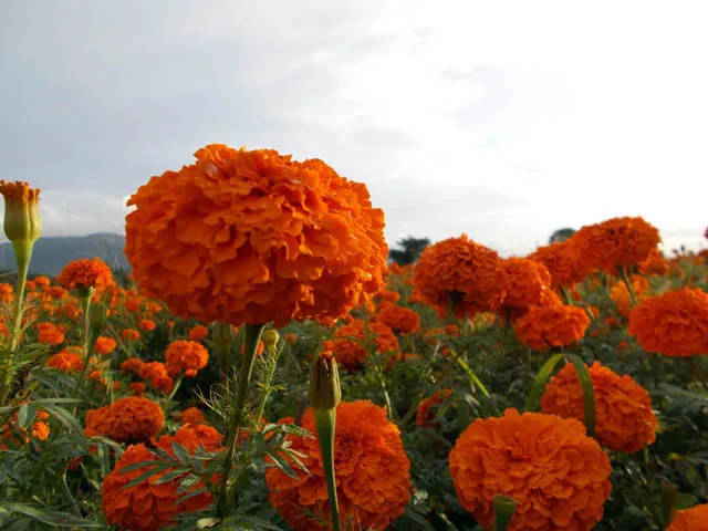 DSCN0854