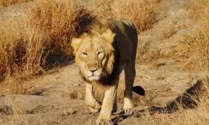 Lion In India