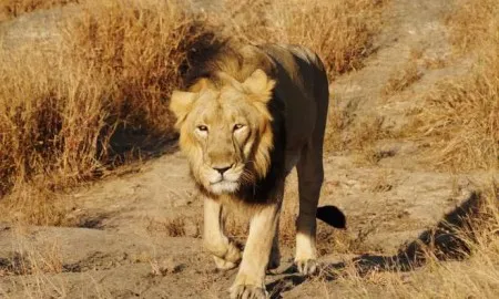 Lion In India