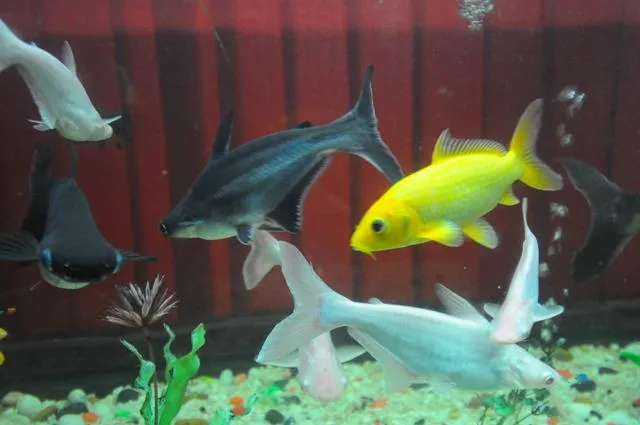 RAJ_5340