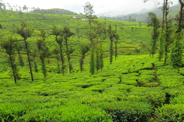 RAJ_8680