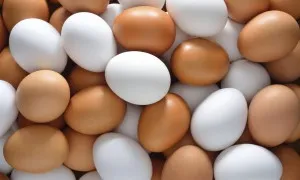 Egg