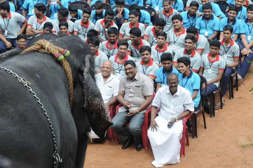 elephant 1