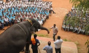 Elephant 3