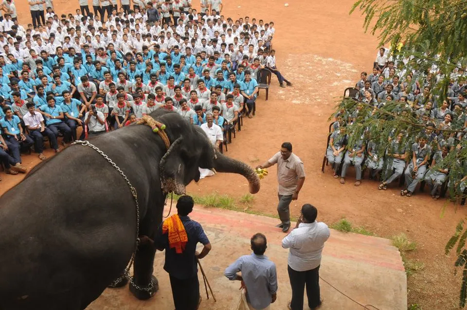 elephant 3