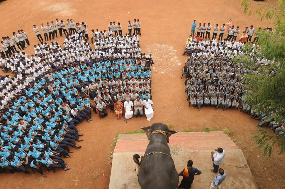 elephant 4