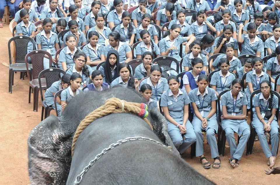 elephant