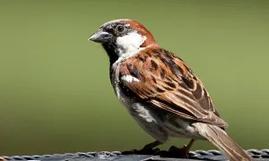 House Sparrow 1