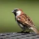 House Sparrow 1