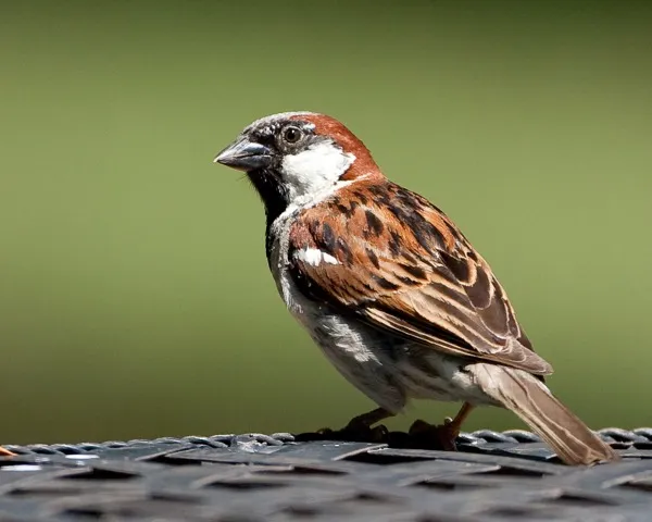 house_sparrow
