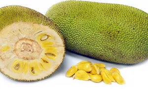 Mango Jamun Jack Fruit