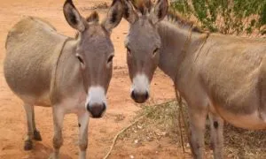 2 Donkeys