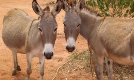2 Donkeys