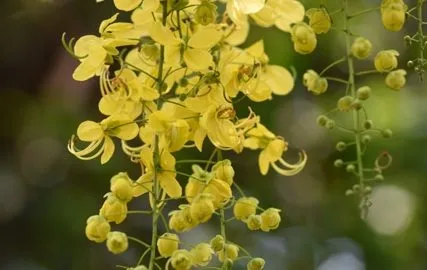 DSC 4527 E1460606140971