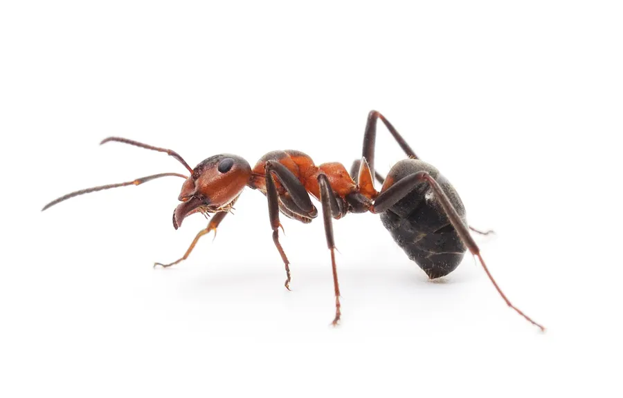 Isolated Red Ant