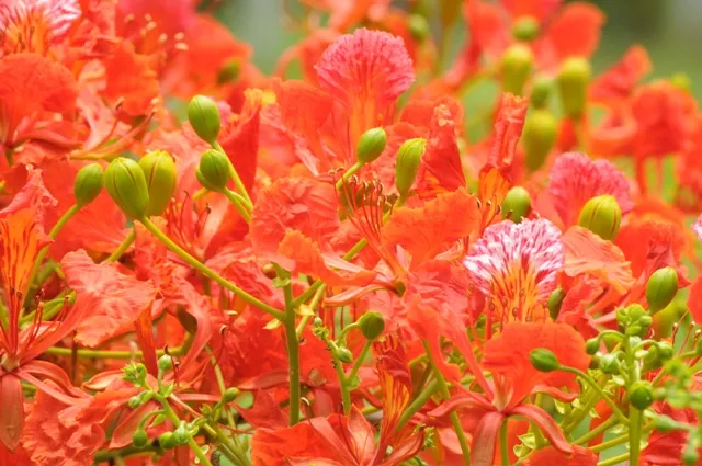 RAJ_2576